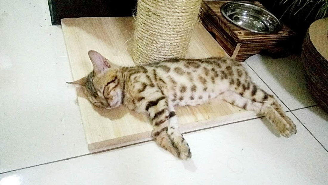 Arbre à chat fait maison : tutoriel facile étape par étape