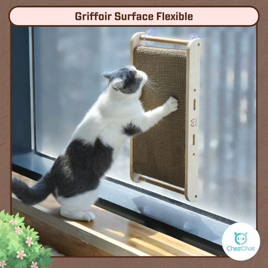 Le Chat British Shorthair gratte les pattes sur Griffoir Surface Flexible