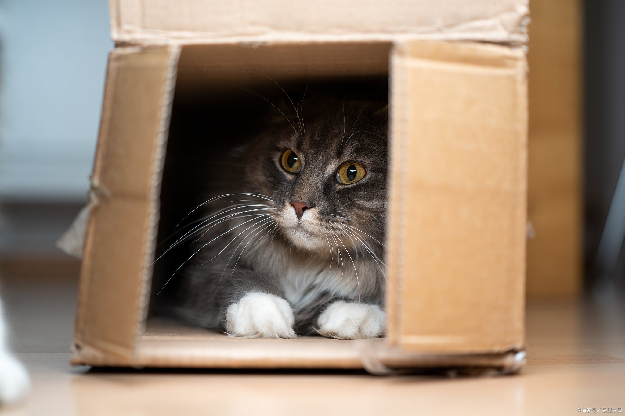 Boîtes vs arbres à chat : pourquoi votre chat choisit toujours le cart ...