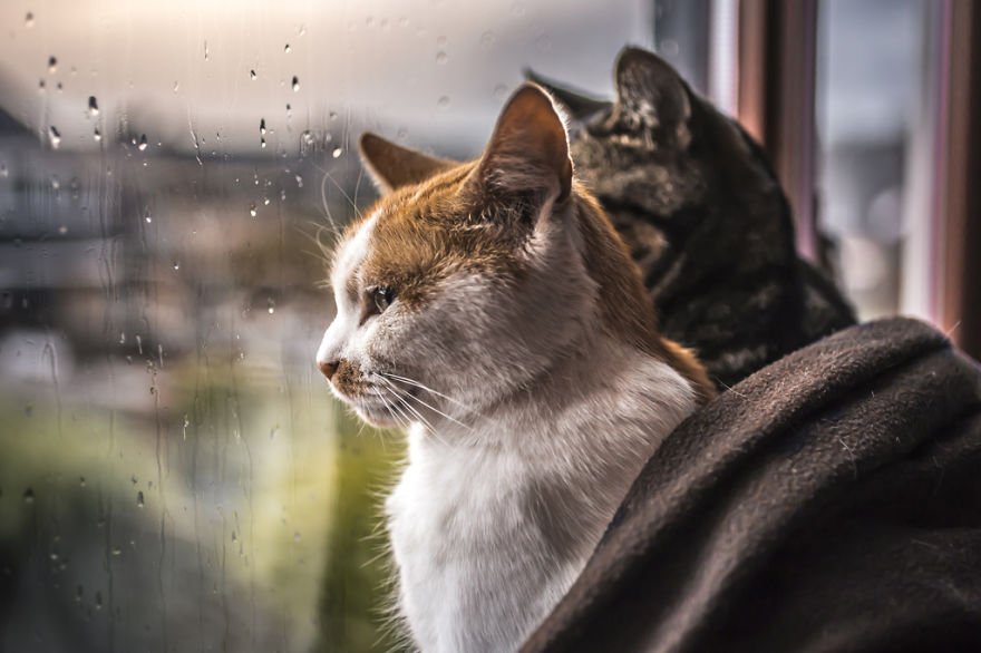 Pourquoi les chats fixent-ils toujours l'extérieur par la fenêtre?