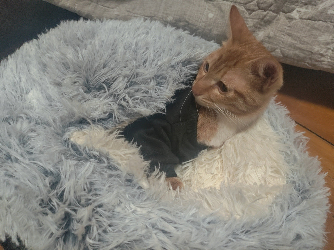 Pourquoi mon nouveau chat boude-t-il le panier que je lui ai acheté ?