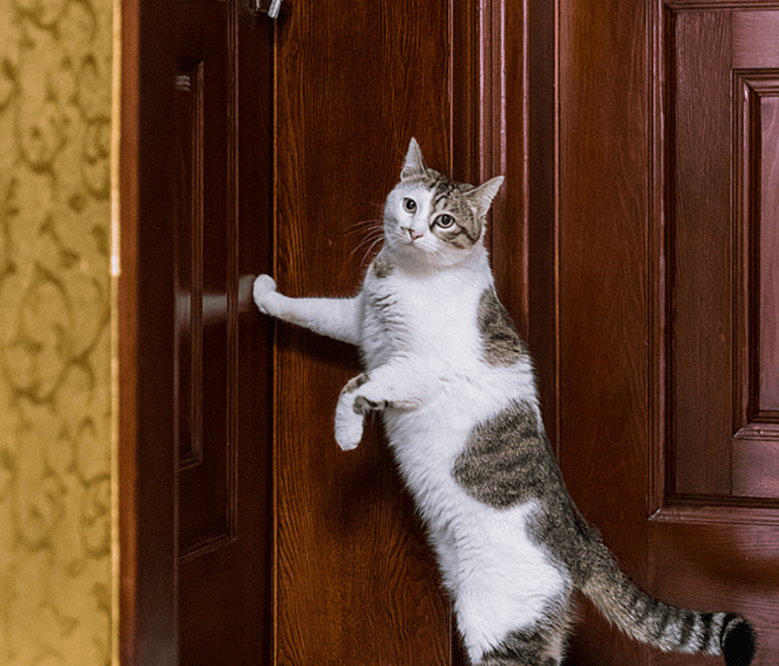 Pourquoi mon chat est-il obsédé par l’idée de sortir ?