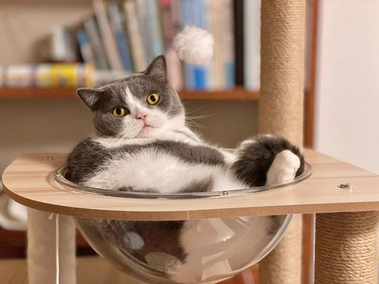 Quel matériau est le meilleur pour un arbre à chat ?