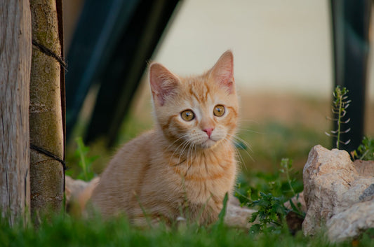 Territoire vs Propriétaire : Que Choisit Votre Chat? Décryptage d’une Relation Complexe